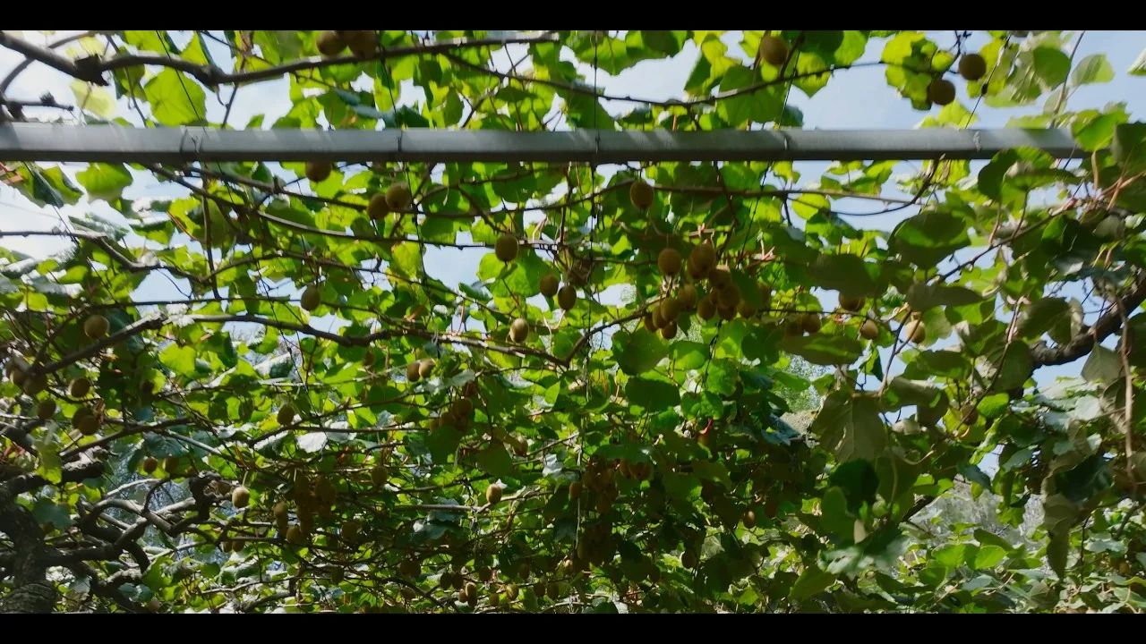 Mātai Pacific Iwi Collective: Mātauranga in Horticulture film thumbnail