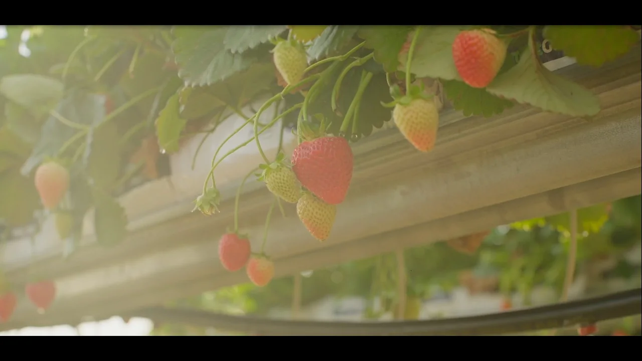 Harakeke Berries: Mātauranga in Horticulture film thumbnail